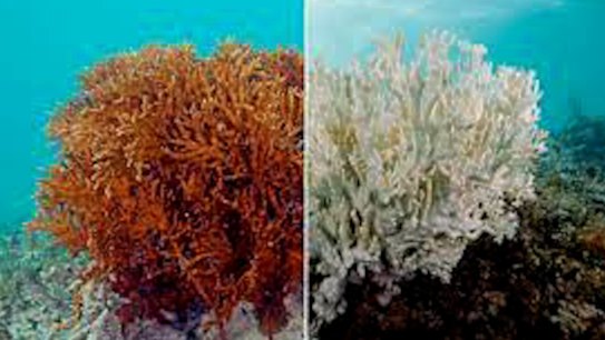 The Great Barrier Reef Marine Park Authority completed aerial surveys across 750 reefs in the GBR and found that the bleaching was significantly consistent with heat stress.
