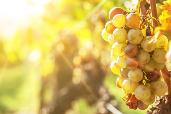 Botrytised grapes in the sunshine.