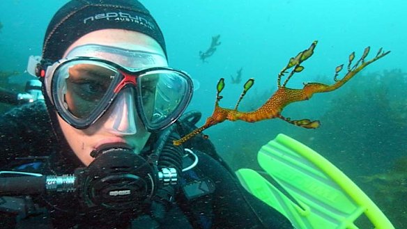 Dive, dive, dive... friendly encounters in the waters off Shellharbour.