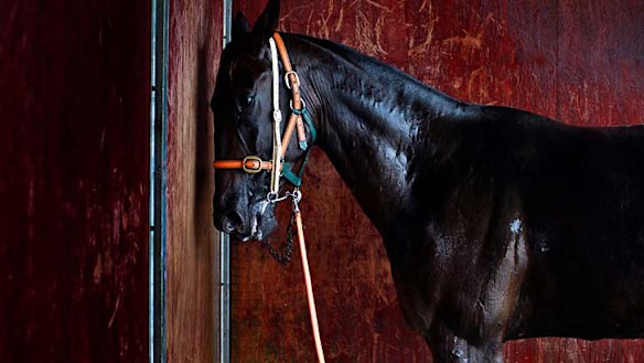 Trotting goes west, in harness with the people