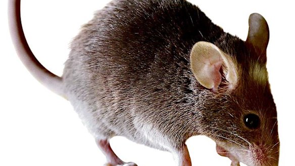One breeding pair of mice could produce 500 mice within 21 weeks, according to the Grains Research and Decelopment Corporation.