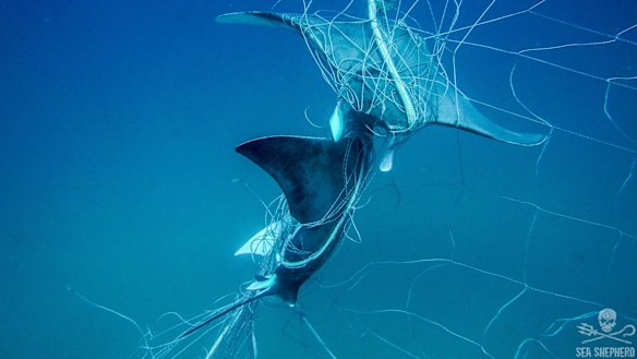 A ray trapped in the net off Seven Mile Beach in Lennox Head. 