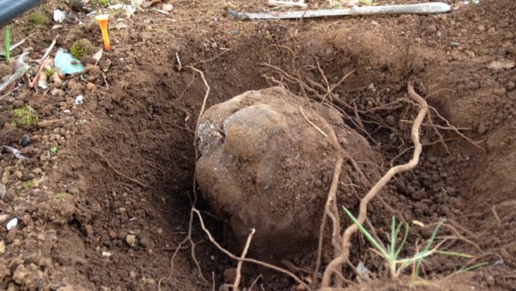 The record-breaking truffle in the ground at Yelverton Truffles.