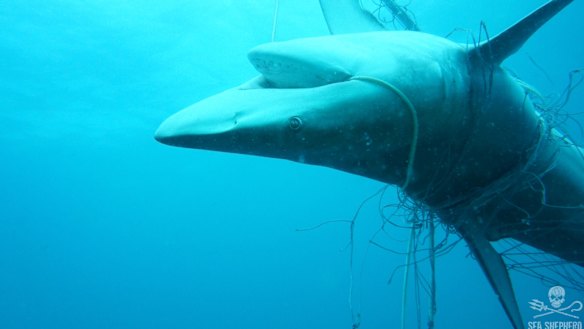 A dead dusky whaler shark entangled in nets off Seven Mile Beach in Lennox Head, last December.
