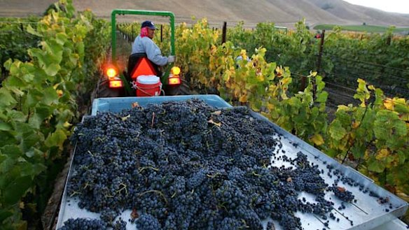 Fruits of labour ... the pinot noir harvest in Santa Maria.