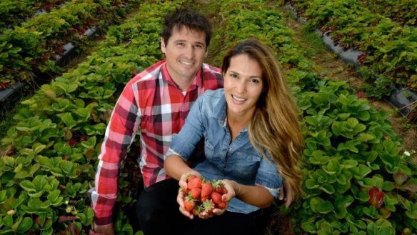 Growing need: Matt and Ruth Gullace at their Mornington Peninsula berry farm. 