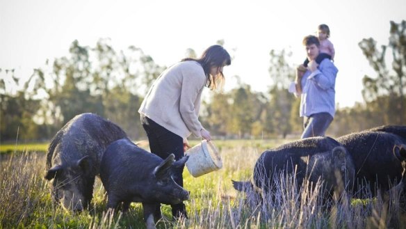 The Mathers family farms Bundarra berkshire pigs near Barham, NSW.