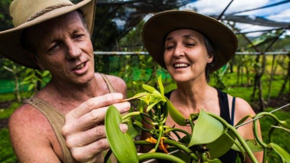 Hands-on approach: A brush with nature pollinates beans at Broken Nose Vanilla.