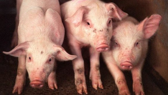Some traders were deceptively using the terms "outdoor bred" and "bred free-range" to describe the living conditions of the sow, rather than the pigs raised for consumption.