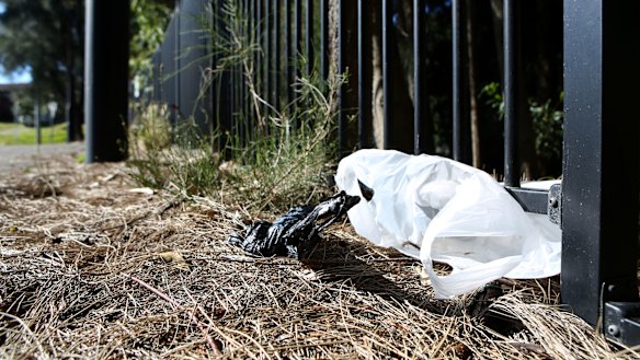  Single-use plastic bags are accumulating in our environment at the rate of millions per year.