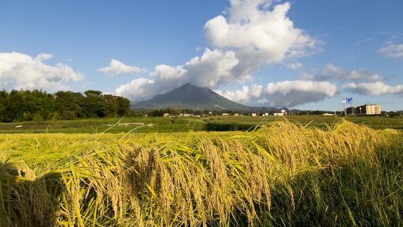 Sake rice fields in front of Mount Daisen, Tottori Prefecture.