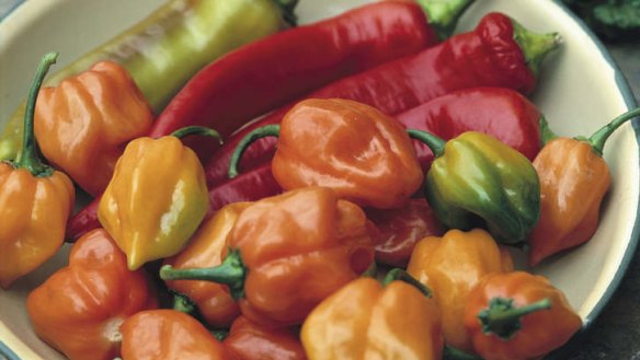 Heat's on ... Habaneros thrive in hot weather. The origins of these plants are in Central and South America