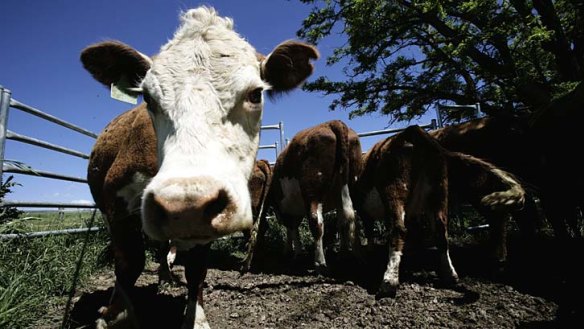 Cattle backlog: Beef prices are expected to remain the same despite excessive livestock.