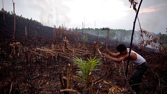 Commercial territory ... a new government plan will allow for companies to exploit Indonesian forests, threatening orang-utans, tigers, Sumatran rhinos and other endangered species.