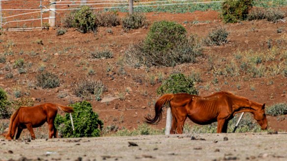Twenty-two  horses were found dead on the property and 20 others were suffering from malnutrition. 