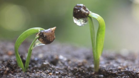 Spinach seeds can germinate during the Canberra winter.