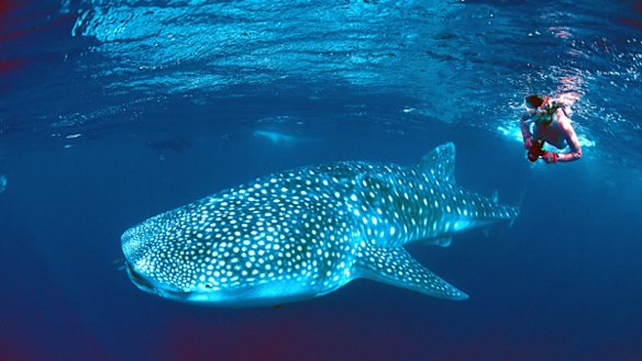 Come close ... a whale shark cruises the warm waters.