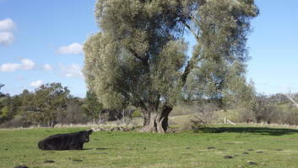 Cooma, New South Wales: Travel guide and things to do
