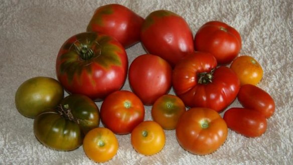 A selection of home grown tomatos.