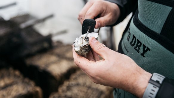 As good as it gets: oysters shucked straight from the ocean.
