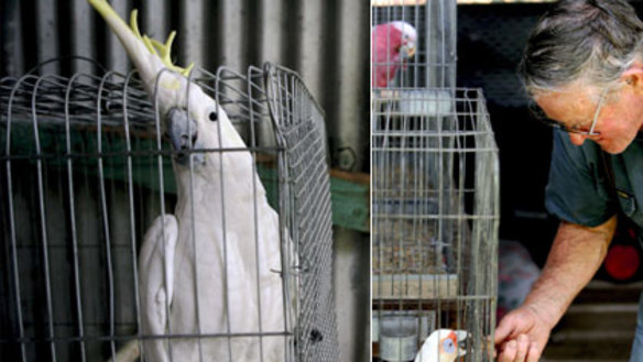 Birds in the bush are worth keeping, says trapper