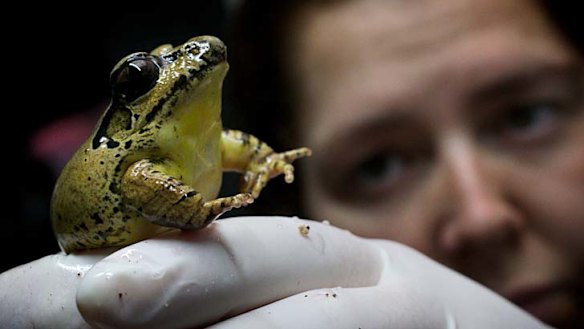 Ancient fungus has world's frogs in its deadly grip