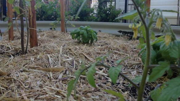 Soil benefits ... Organic sugar-cane mulch, a protective bed for tomatoes and basil.