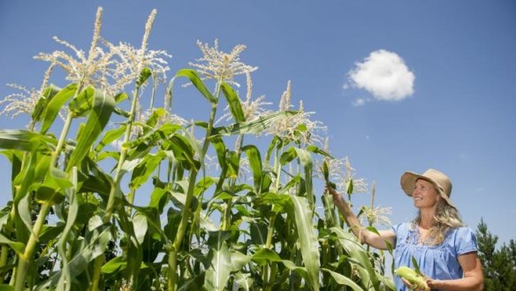 Leanne Scott harvesting the corn in her garden.