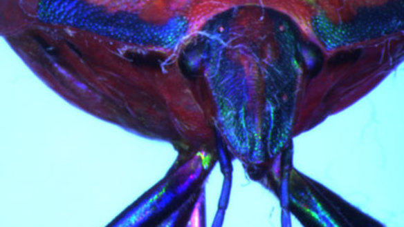 Camera brings new species to life