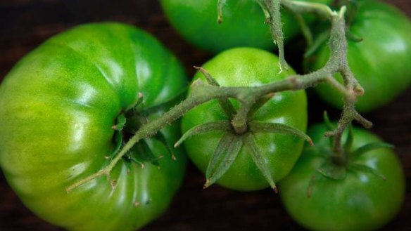 Green tomatoes, not for wasting.
