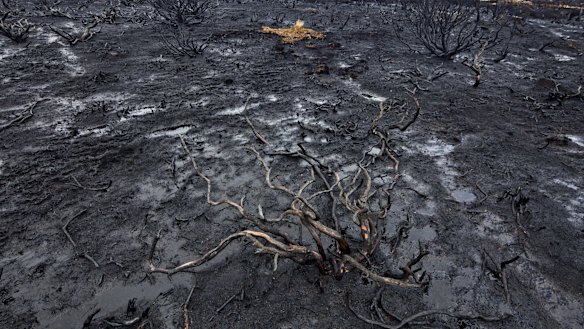 More than 10,000 hectares of alpine flora was burnt.