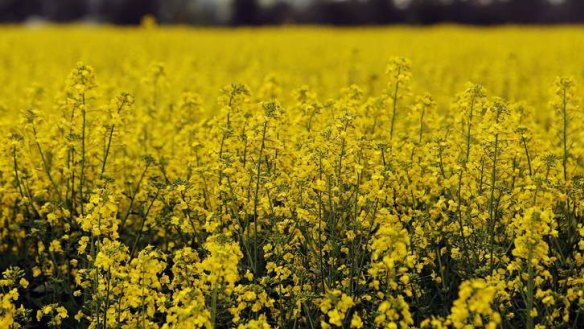 Genetically modified canola allegedly contaminated Steve Marsh's organic land.