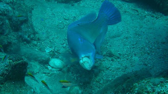 Wild fish show smashing skills in using tools