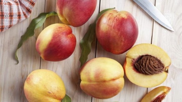 Fresh nectarines, straight from tree to table.