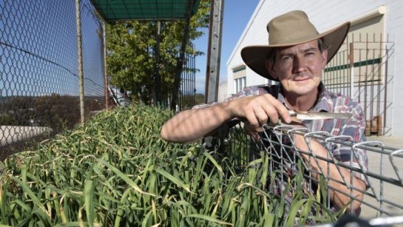 Chris Gregg in his vegie patch with a crop of Monaro garlic that is being grown in space in an industrial area of Queanbeyan.