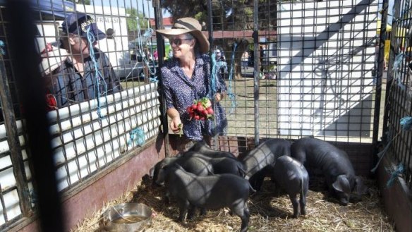 Jules Nixon from Baringup West treats John Wright's pigs to a few radishes at Talbot local market. A major benefit of the locavore movement is community engagement.