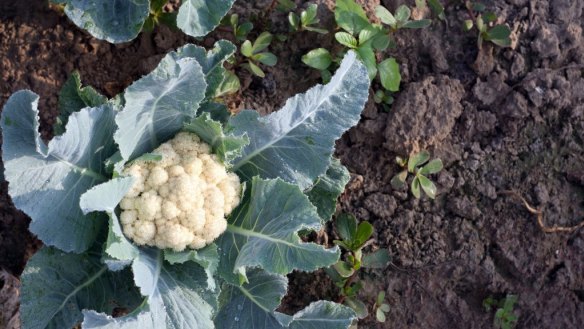 It's prime time to plant cauliflowers.