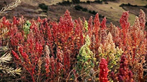 Bright future: Research is under way to understand the genetics of crops such as coloured quinoa.