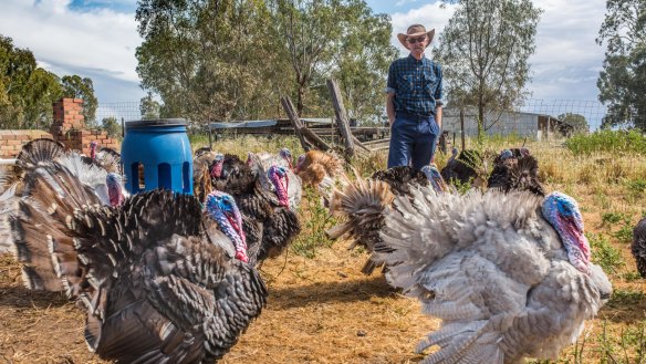 Daryl Deutscher raises 2000 turkeys at a time, in open paddocks, under the shade of river red gums on his farm at Dadswells Bridge.