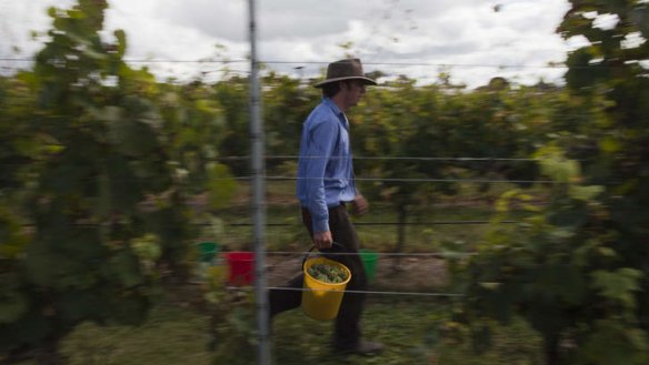 Canberra wineries are busy bringing their grapes in.