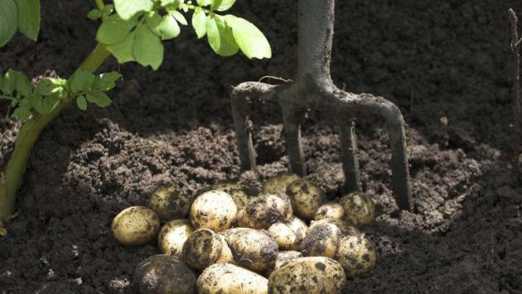Growth factor ... An achievable target is to harvest 10 times the volume of the potatoes that you are planting.