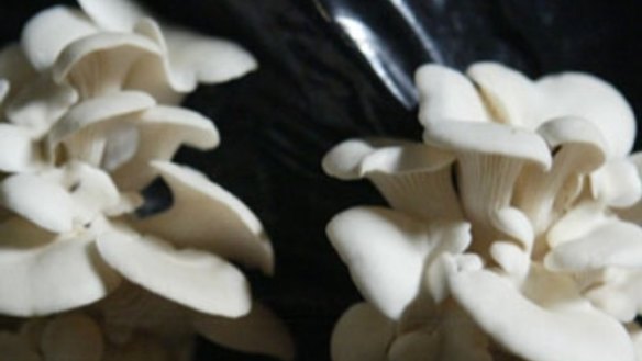 Oyster mushroom soup