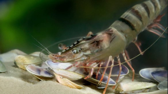 Pesticides killing prawn larvae in early warning for $80m industry