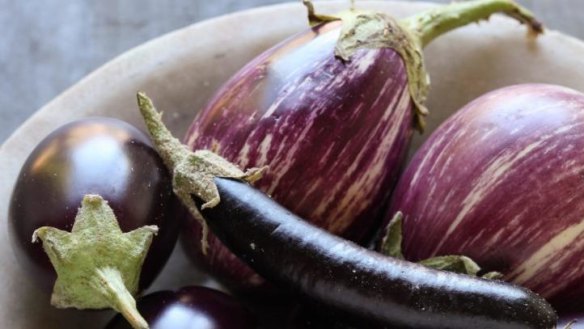 Oh my darling aubergines: Eggplants are being harvested in southern Queensland.