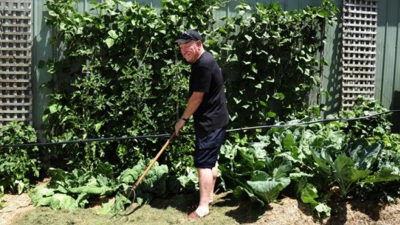 Peter Harris in his vegetable garden in Latham.