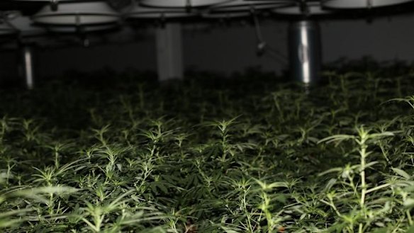 $3 million worth of cannabis seized by police at Sydney building
