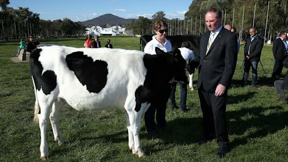 Agriculture Minister Barnaby Joyce inspects a dairy cow during the Australian Dairy Industry Council event, "Cows on the Lawn". Photo: Alex Ellinghausen
