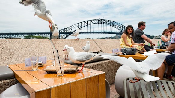 Seagulls pester patrons at Circular Quay. The birds' aggression has prompted calls for a cull.