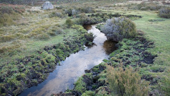 Feral horses are blamed for deeper channels forming in the alpine regions, affecting water supplies and worsening erosion.