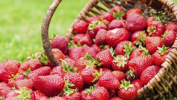 Sweet harvest: Strawberries grow best in rich, fertile soils.